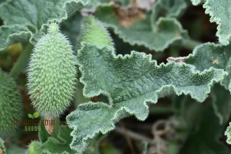 Ecballium Elaterium (Squirting Cucumber) Seeds For Planting, Tips and Gardening Insights