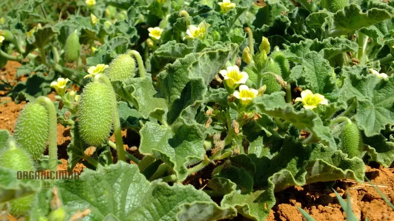 Ecballium Elaterium (Squirting Cucumber) Seeds For Planting, Tips and Gardening Insights