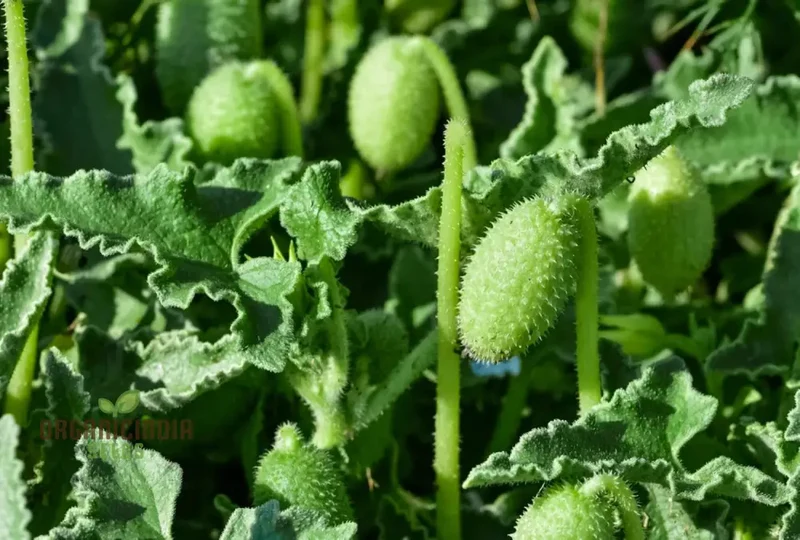 Ecballium Elaterium (Squirting Cucumber) Seeds For Planting, Tips and Gardening Insights
