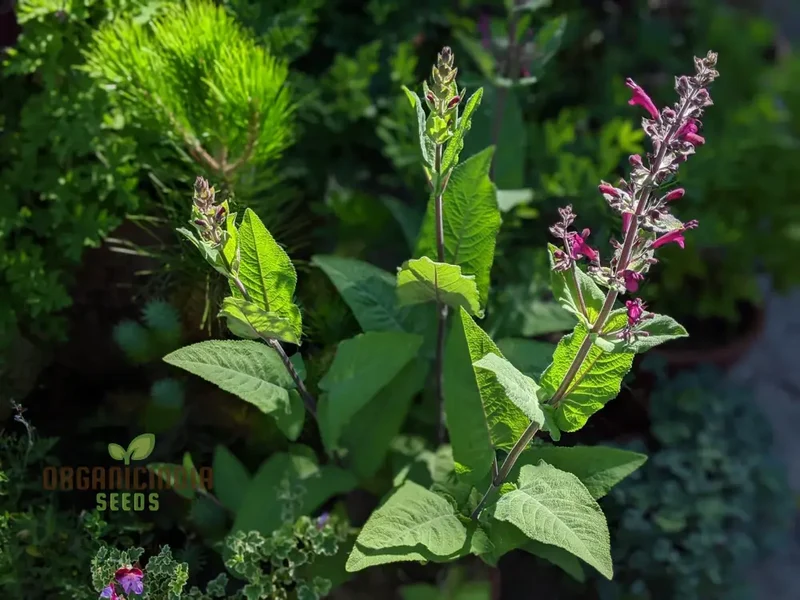LEPECHINIA SALVIAE Seeds: Cultivate Beauty and Fragrance with Expert Gardening!