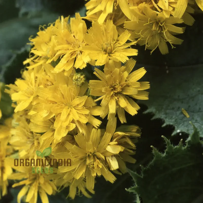 Leontodon Ringens Seeds: Cultivate Beauty and Diversity in Your Gardening Experience!
