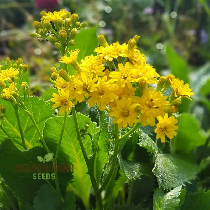 Leontodon Ringens Seeds: Cultivate Beauty and Diversity in Your Gardening Experience!