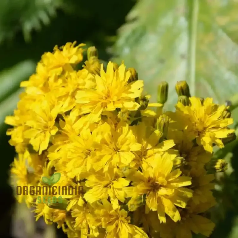 Leontodon Ringens Seeds: Cultivate Beauty and Diversity in Your Gardening Experience!