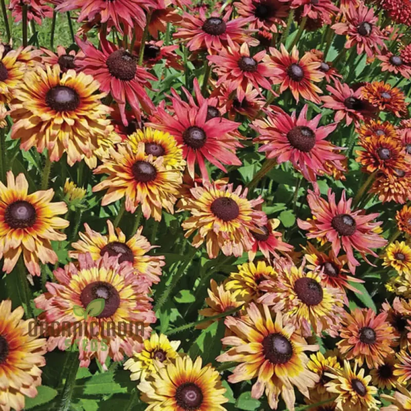 Rudbeckia Seeds (Rudbeckia Hirta Sahara Seeds) - Warm Multicolor Blooms for Gardening