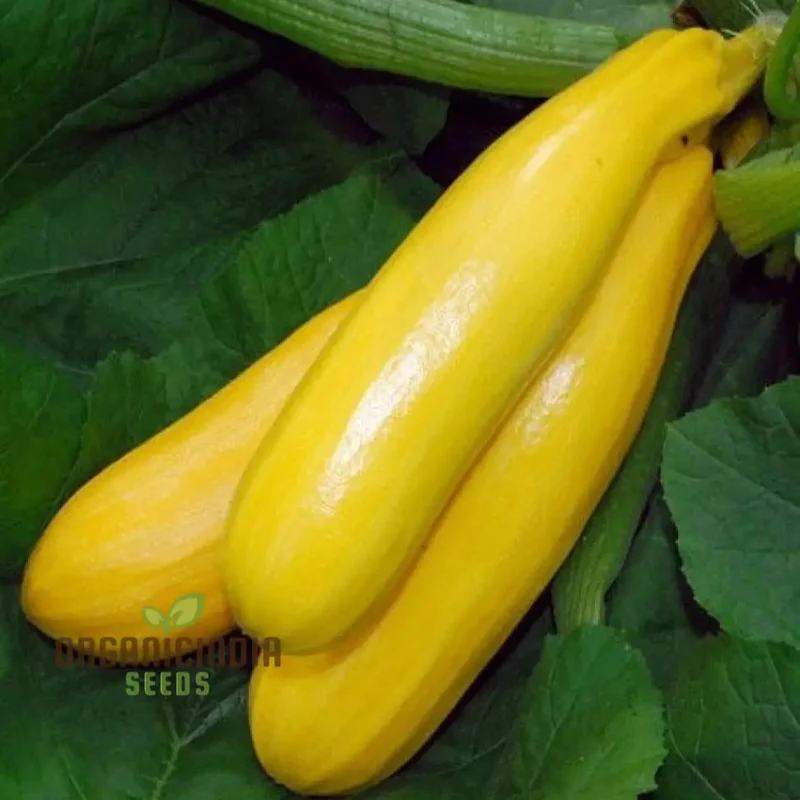 Courgette Atena Polka F1 Seeds For Planting | Premium Gardening Seeds for Your Garden