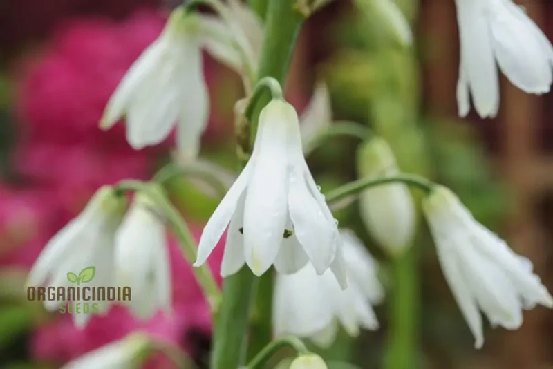 Galtonia Candicans Seeds - Premium Quality for Planting Success and Beautiful Blooms