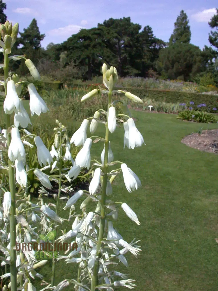 Galtonia Candicans Seeds - Premium Quality for Planting Success and Beautiful Blooms