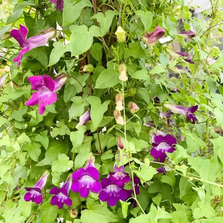 Maurandya Barclaiana Flower Seeds for Planting, Perfect for Gardening