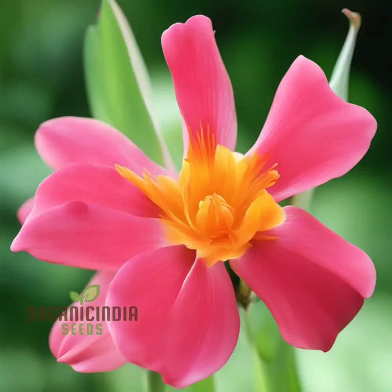 Primula Halleri Red Flower Seeds For Planting, Bold Red Blooms for Your Garden