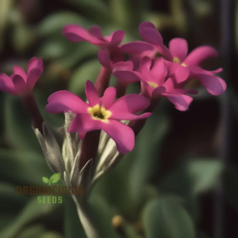 Primula Halleri Red Flower Seeds For Planting, Bold Red Blooms for Your Garden