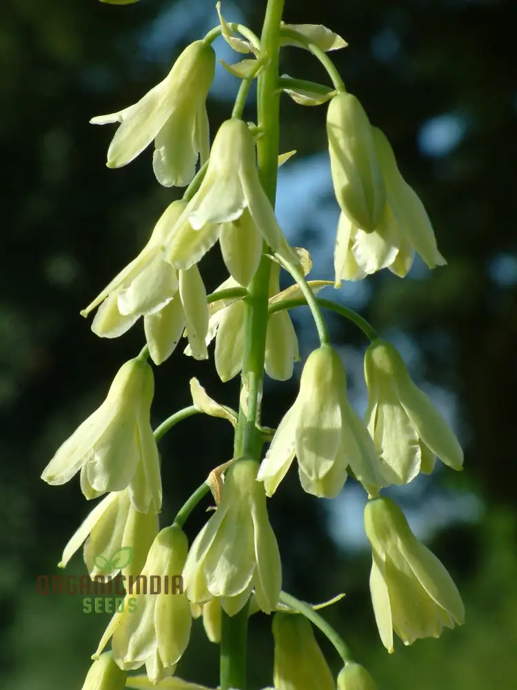 Galtonia Viridiflora Seeds for Planting - Premium Quality Seeds for a Lush Garden