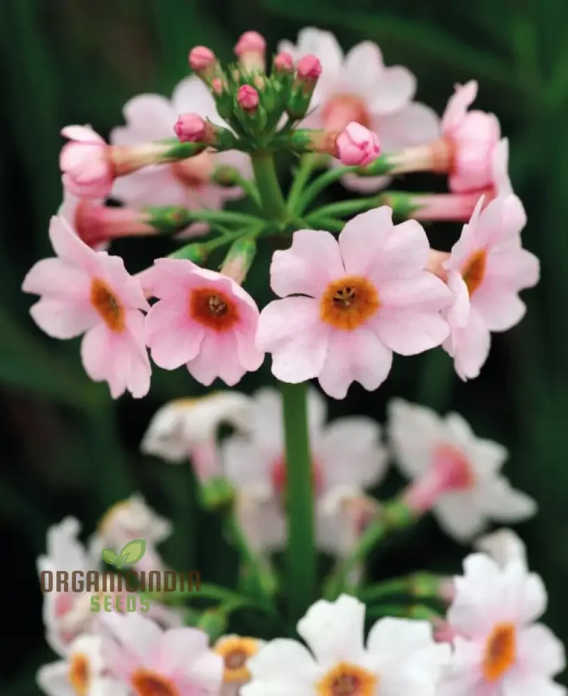 Primula Japonica Apple Seeds – Japanese Candelabra Primrose