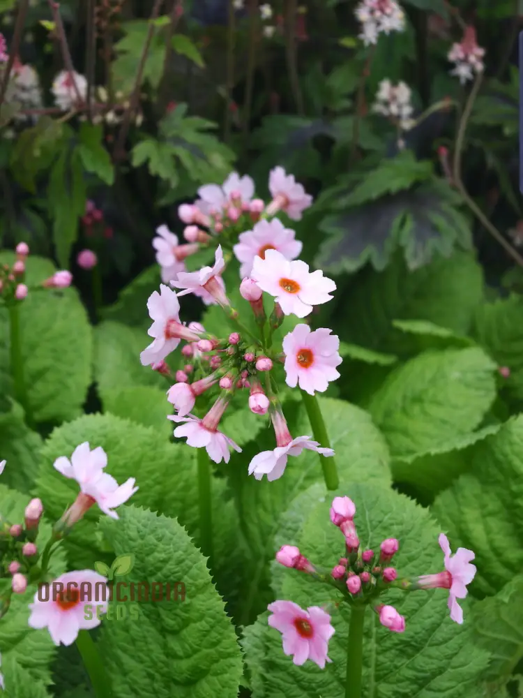 Primula Japonica Apple Seeds – Japanese Candelabra Primrose