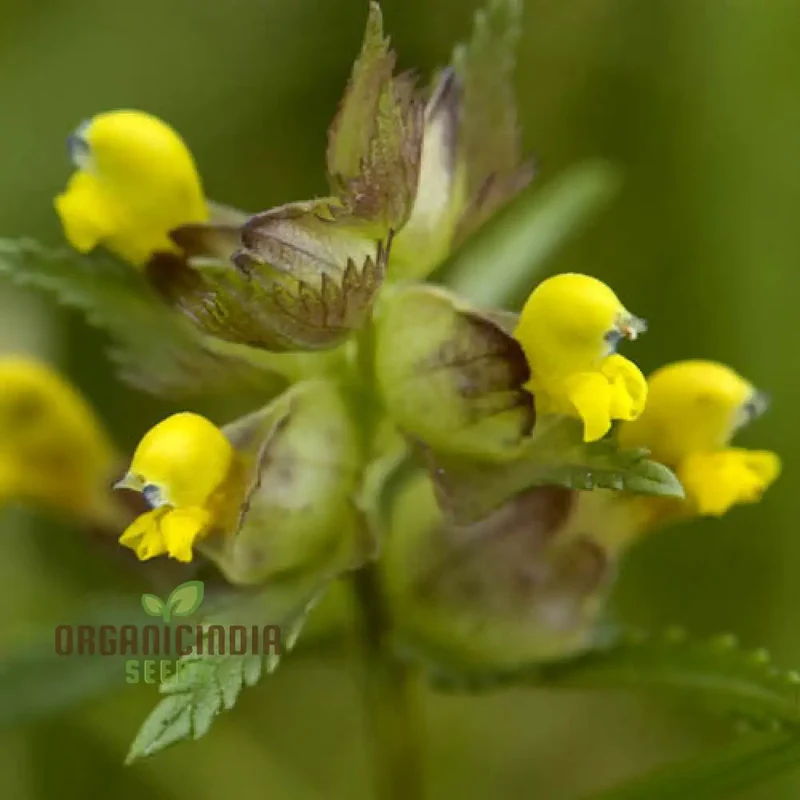 Rhinanthus Minor Flower Seeds For Planting, Adding Charming Wildflower Beauty to Your Garden