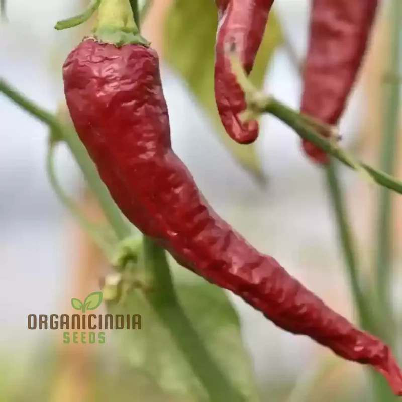 Kashmiri Mirchi Chili Seeds for Planting and Gardening - Organic Seed Quality