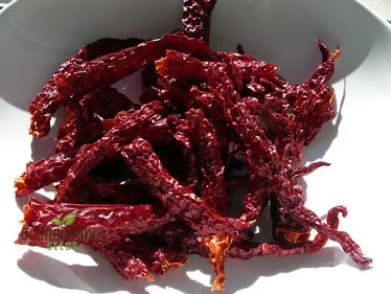 Kashmiri Mirchi Chili Seeds for Planting and Gardening - Organic Seed Quality