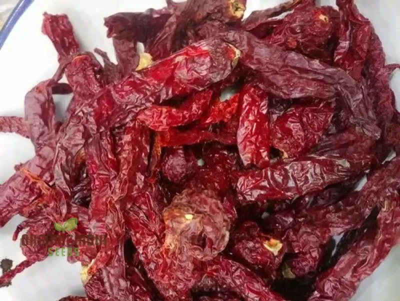 Kashmiri Mirchi Chili Seeds for Planting and Gardening - Organic Seed Quality
