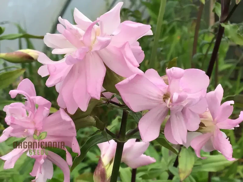 Saponaria Officinalis Rosea Plena Seeds for Gardening