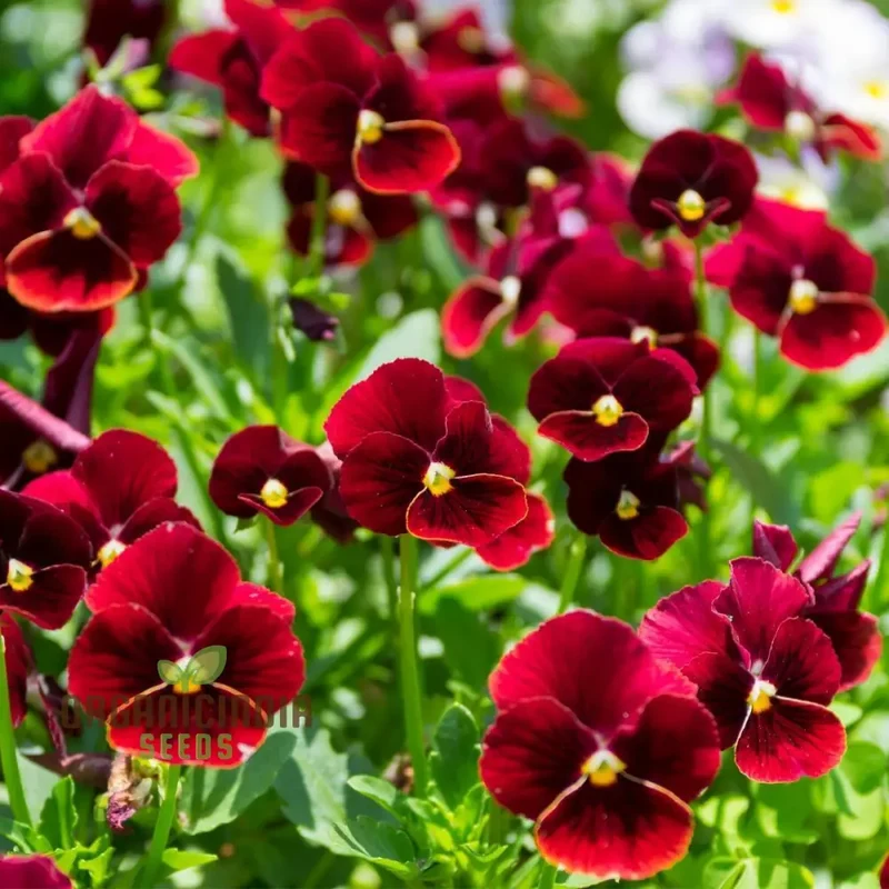 Viola (Pansy) - Arkwright Ruby Seeds – Elevate Your Garden with Rich, Jewel-Toned Blooms!