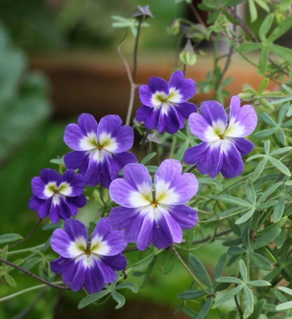 Tropaeolum Azureum Seeds for Gardening Enthusiasts - Rare Climbing Nasturtium Flower Seeds