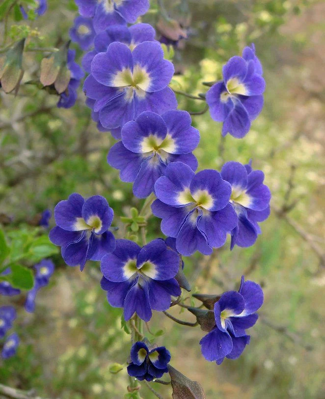 Tropaeolum Azureum Seeds for Gardening Enthusiasts - Rare Climbing Nasturtium Flower Seeds