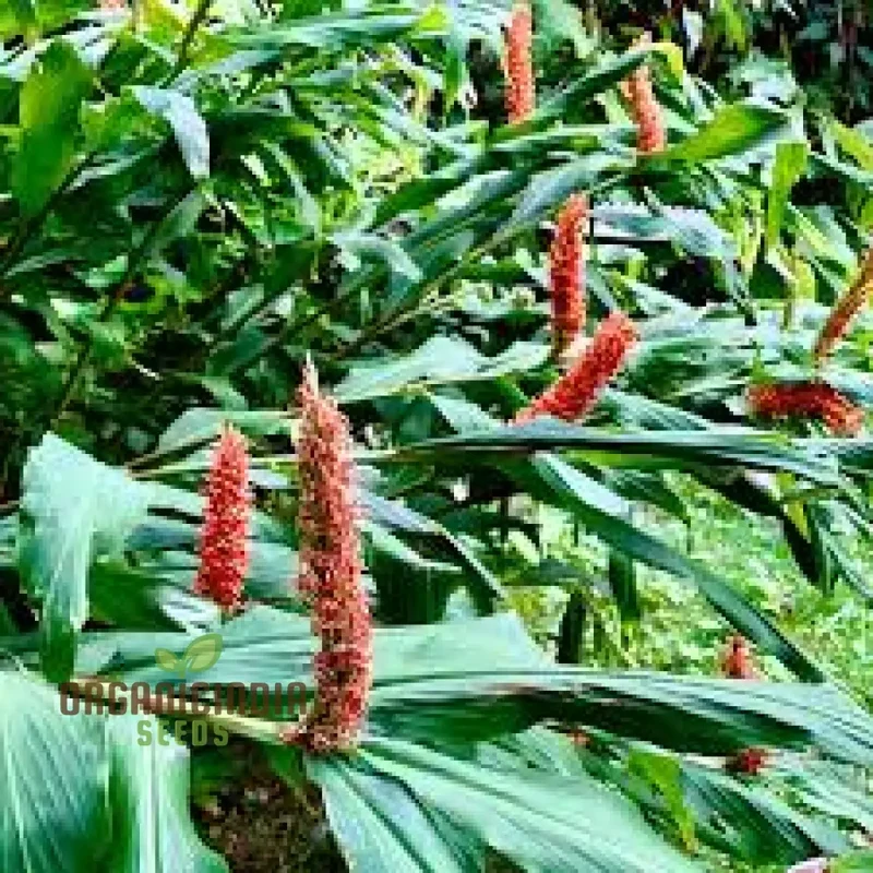 Hedychium Densiflorum 'Assam Orange' Seeds Exotic Assam Orange Ginger Lily Seeds for Vibrant Garden Blooms and Aromatic Delight