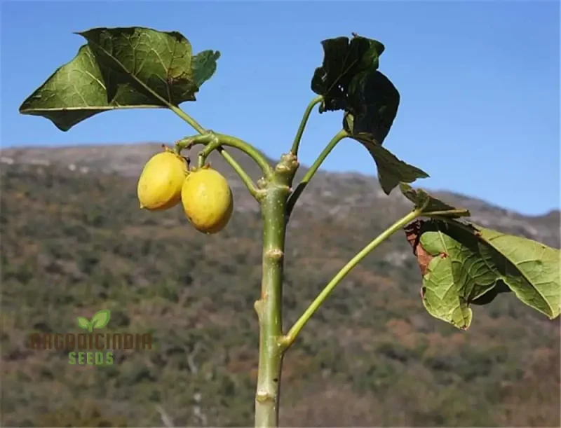 Jatropha Curcas Seeds: Grow Exotic Beauty and Sustainability in Your Gardening Journey!