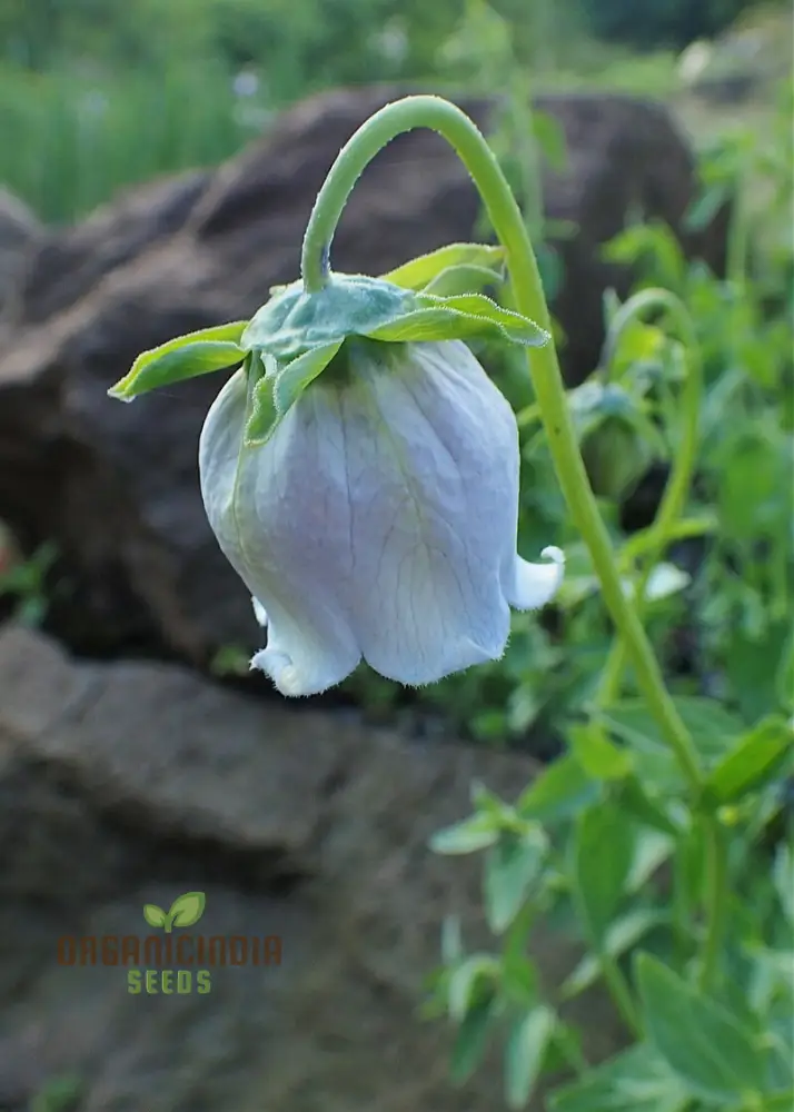 Codonopsis Ovata Flower Seeds for Planting, Premium Quality Seeds for Cultivating Beautiful Blooms Gardening