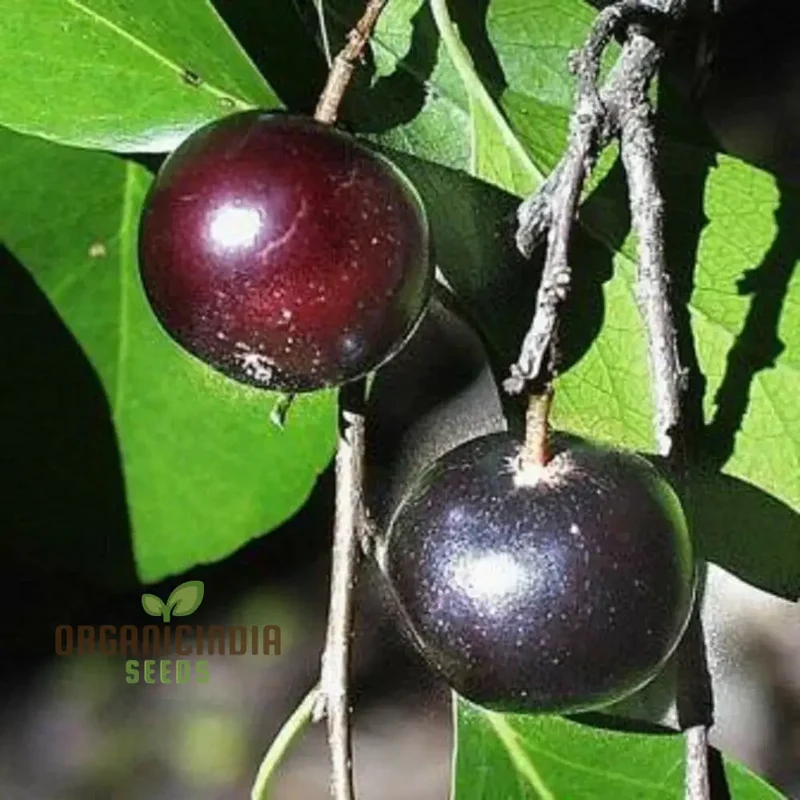 RAMONTCHI Seeds: Premium Quality Seeds for Your Gardening Needs