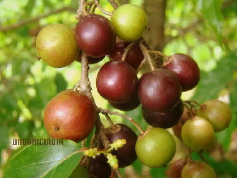RAMONTCHI Seeds: Premium Quality Seeds for Your Gardening Needs