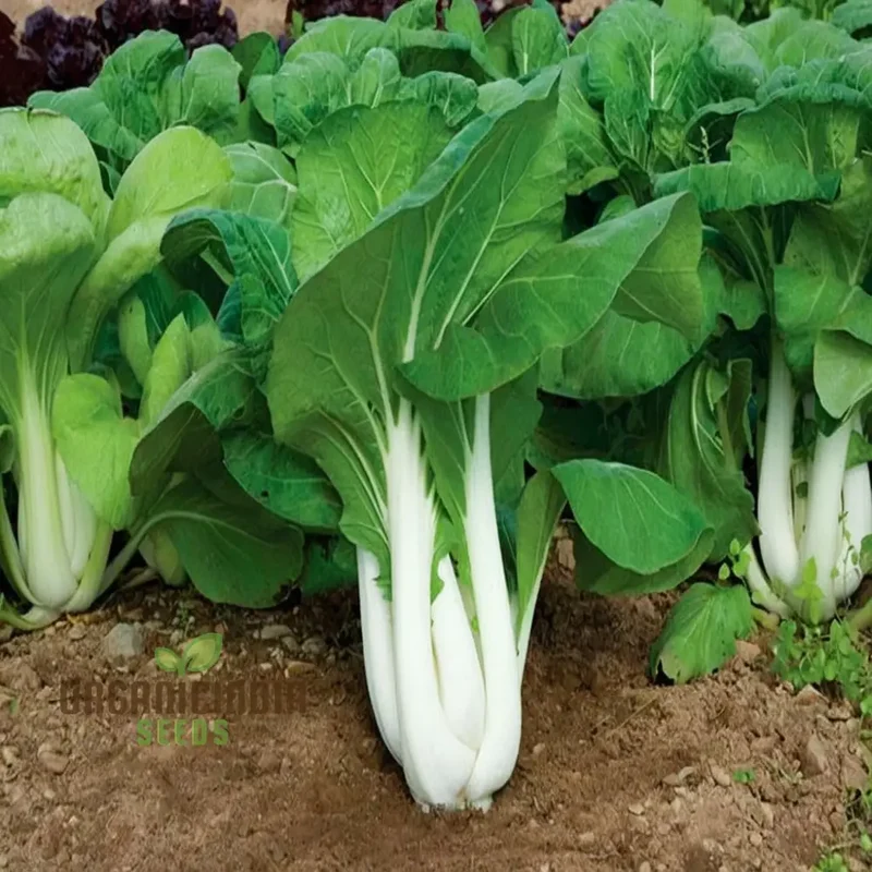 Organic White Pak Choi Seeds for Your Gardening Needs | Buy Seeds Online