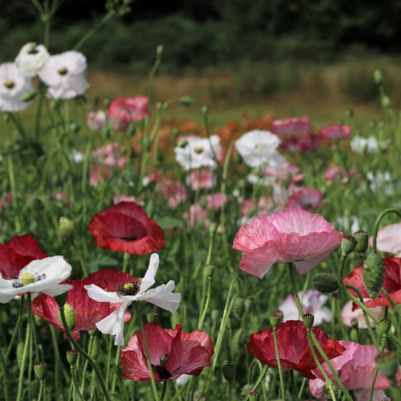 PAPAVER RHOEAS 'MOTHER OF PEARL' Seeds for Exquisite Garden Blooms - Premium Flower Seeds for Home Gardening Enthusiasts