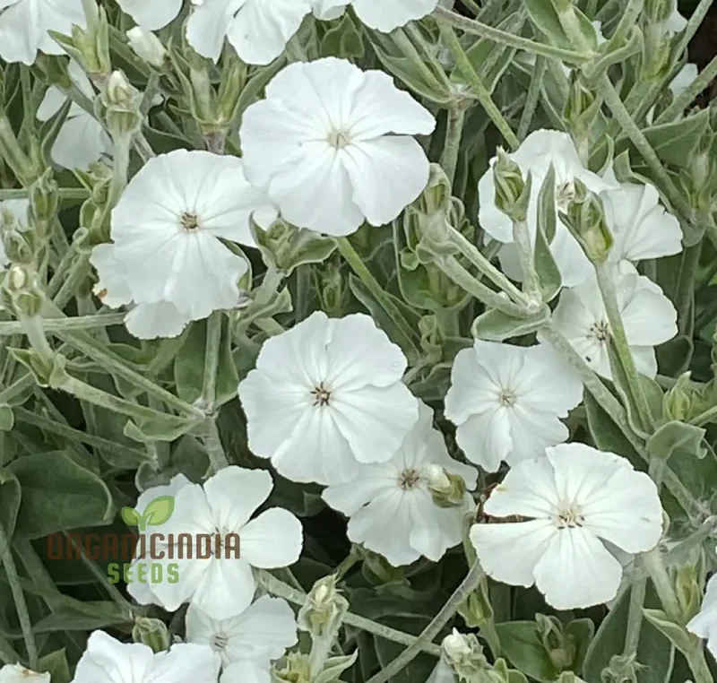 Lychnis Coronaria Alba Flower Seeds, Beautiful White Blooms for Your Garden, Premium Seeds for Gardening