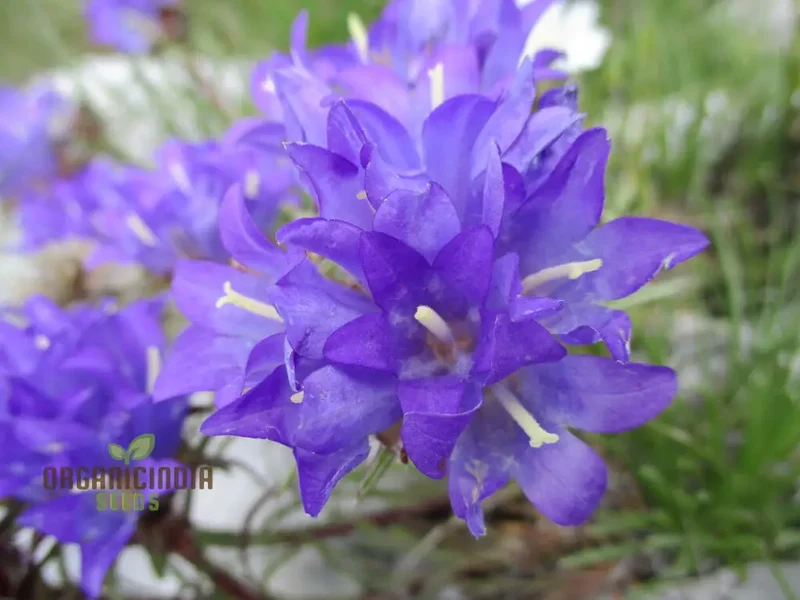 Edraianthus Serbicus Flower Seeds For Planting, Bring Serbian Alpine Beauty to Your Garden
