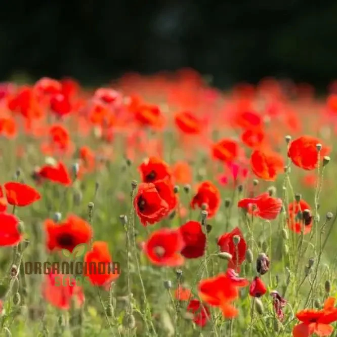 Papaver Rhoeas Seeds for Vibrant Garden Blooms, Annual Wildflower Seeds for Easy Gardening