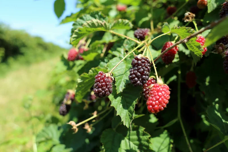 Premium BOYSENBERRY Seeds for Your Garden - Buy Seeds Online