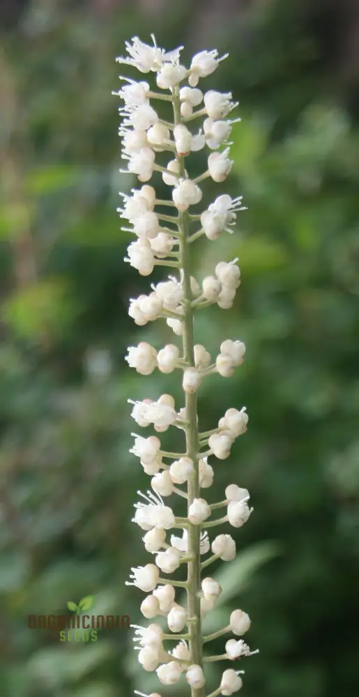 Cimicifuga Simplex Seeds for Planting Premium Quality for Gardening