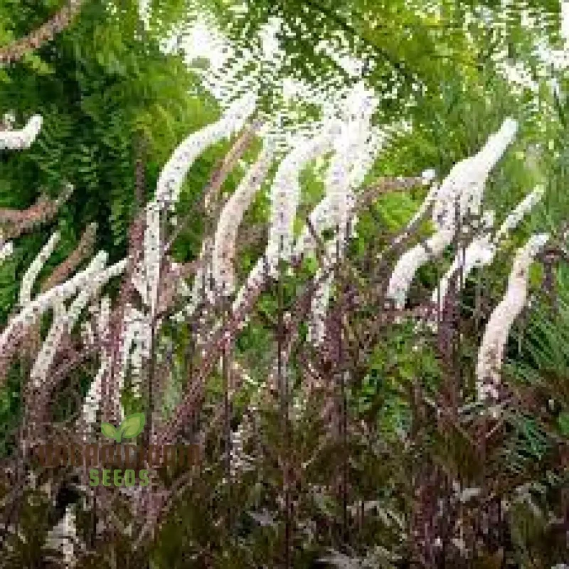 Cimicifuga Simplex Seeds for Planting Premium Quality for Gardening