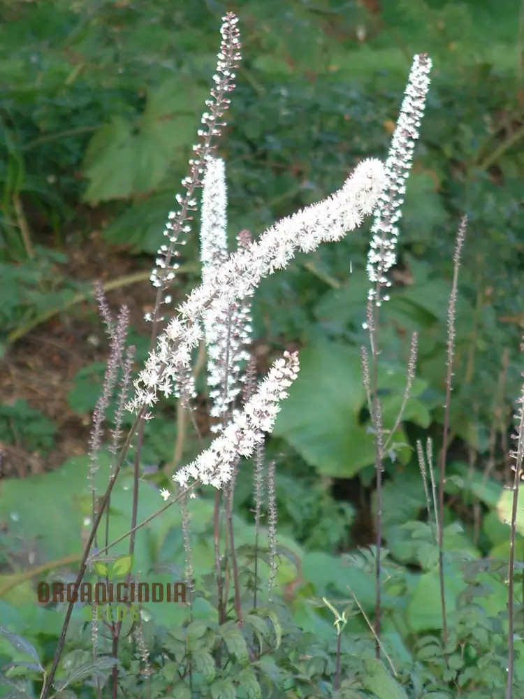 Cimicifuga Simplex Seeds for Planting Premium Quality for Gardening