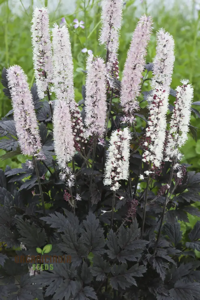 Cimicifuga Simplex Seeds for Planting Premium Quality for Gardening