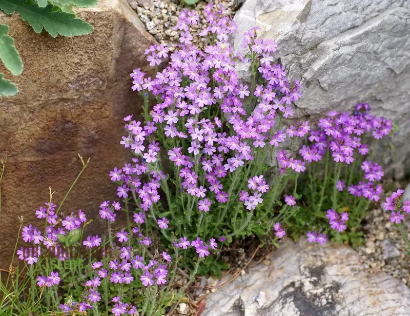 Erinus Alpinus Seeds for Planting Enthusiasts - Alpine Rock Cress Flower Seeds
