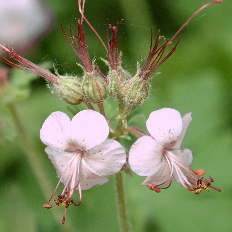 Geranium Macrorrhizum Seeds - Vibrant Perennial for Your Garden | Premium Quality Blooms and Foliage | Perfect for Borders and Ground Cover