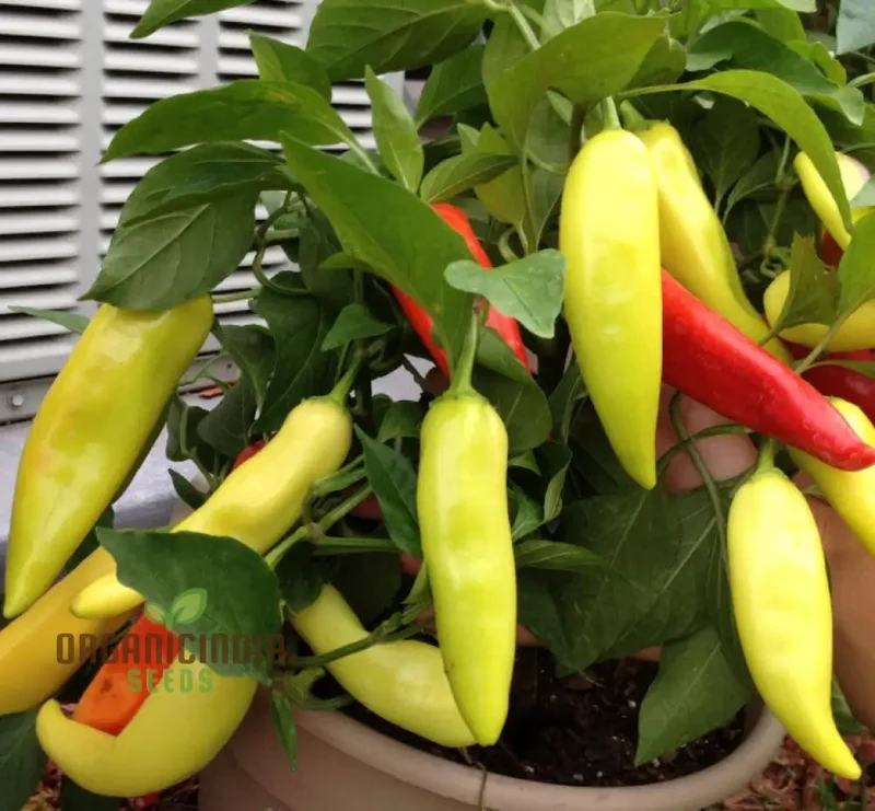 PEPPER CALORO Seeds for Your Gardening Needs | Buy Organic Seeds Online