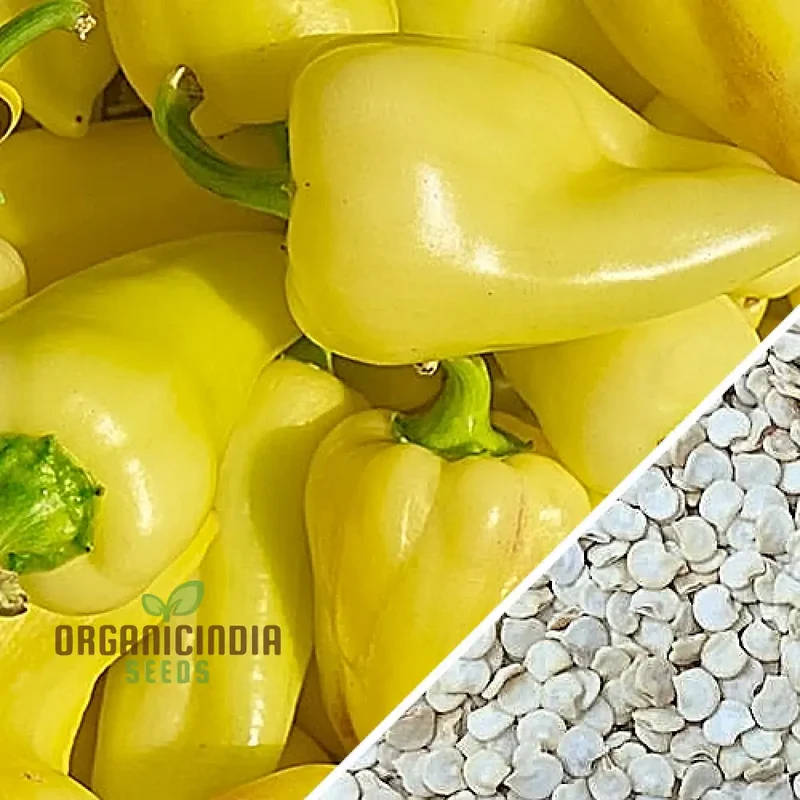 PEPPER CALORO Seeds for Your Gardening Needs | Buy Organic Seeds Online