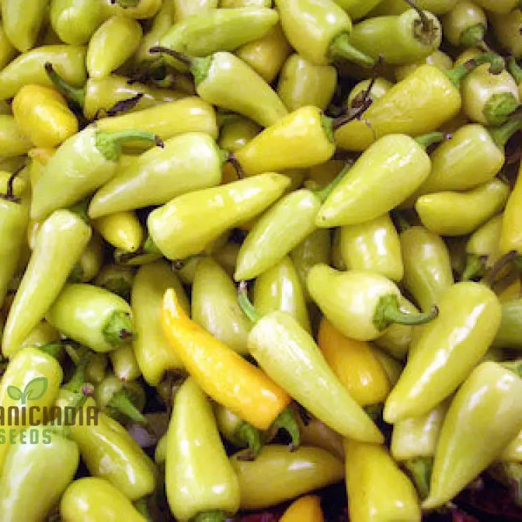 PEPPER CALORO Seeds for Your Gardening Needs | Buy Organic Seeds Online