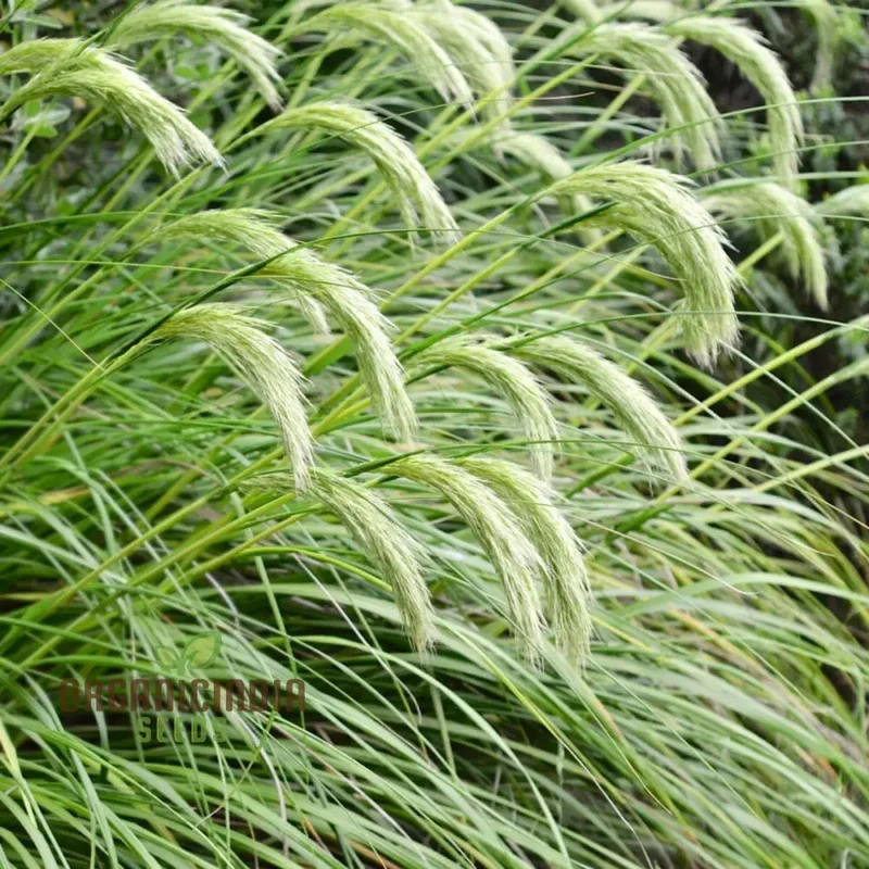 Chionochloa Conspicua Seeds for Planting, Hardy Grass Variety for Gardeners , Premium Seeds