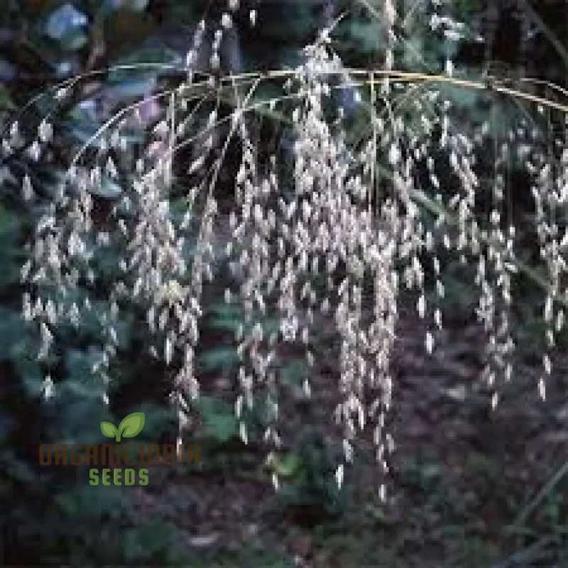 Chionochloa Conspicua Seeds for Planting, Hardy Grass Variety for Gardeners , Premium Seeds