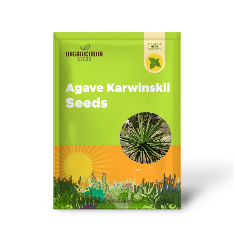 Agave karwinskii Seeds – Robust, Hardy & Drought-Tolerant Succulent Variety