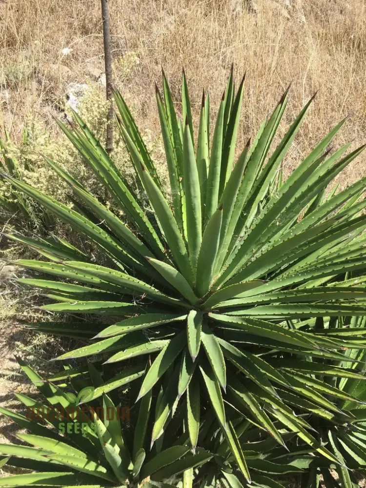 Agave karwinskii Seeds – Robust, Hardy & Drought-Tolerant Succulent Variety