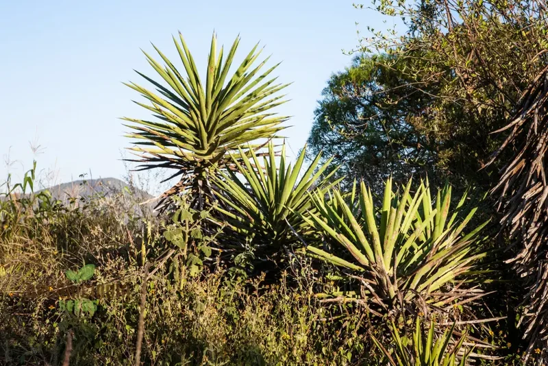 Agave karwinskii Seeds – Robust, Hardy & Drought-Tolerant Succulent Variety